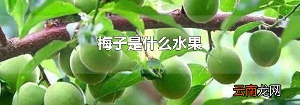 梅子是什么水果