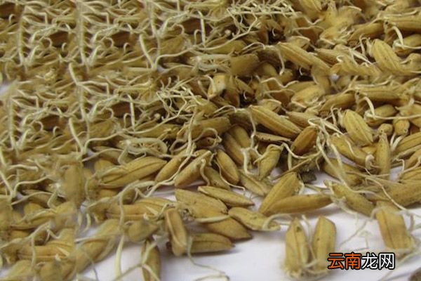 生麦芽泡水喝的功效与作用 生麦芽泡水喝的功效