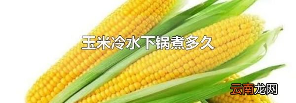 玉米冷水下锅煮多久