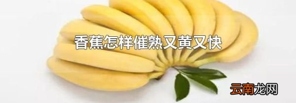 香蕉怎样催熟又黄又快