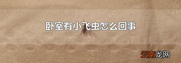 卧室有小飞虫怎么回事