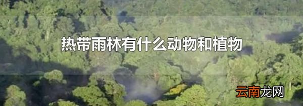 热带雨林有什么动物和植物