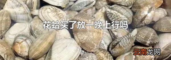 花蛤买了放一晚上行吗