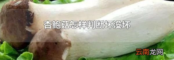 杏鲍菇怎样判断坏没坏