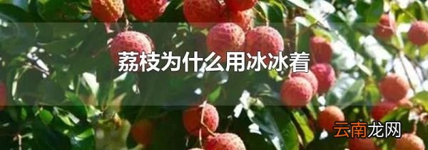 荔枝为什么用冰冰着