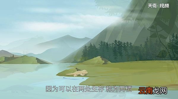 两栖动物有哪些 两栖动物有什么特征