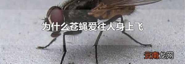 为什么苍蝇爱往人身上飞