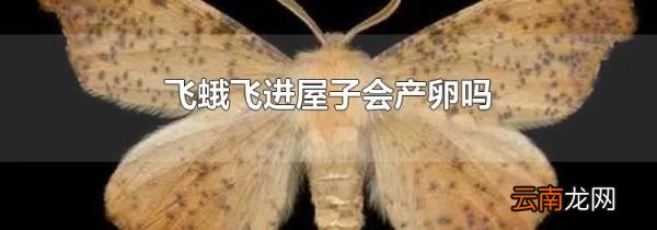 飞蛾飞进屋子会产卵吗