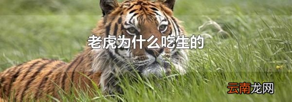 老虎为什么吃生的