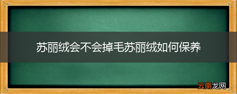 苏丽绒会不会掉毛苏丽绒如何保养