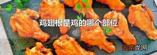 鸡翅根是鸡的哪个部位