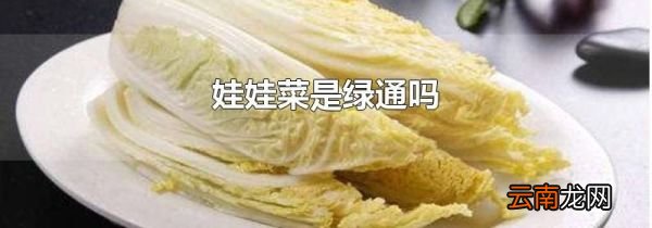 娃娃菜是绿通吗