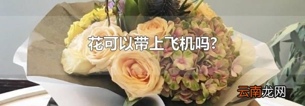 花可以带上飞机吗?