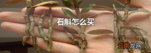 石斛怎么买