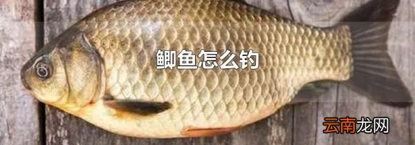 鲫鱼怎么钓