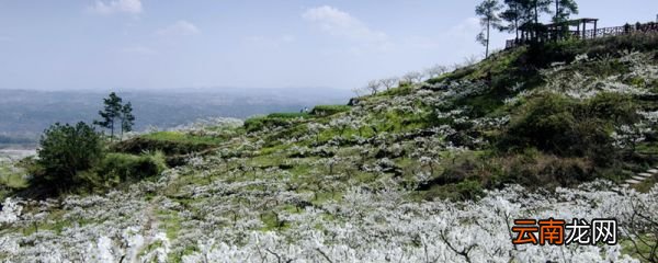 安徽砀山梨花节什么时候 砀山梨花节在每年什么时候举行