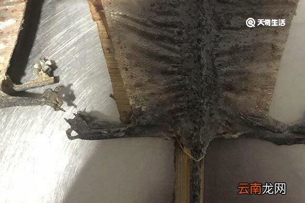 蛤蚧的功效与作用 蛤蚧的功能