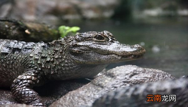 鳄鱼是什么动物 鳄鱼是什么
