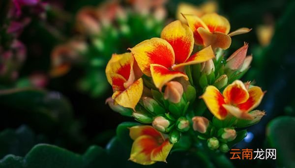 长寿花花语 长寿花花语是什么