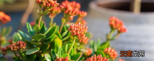 长寿花花语 长寿花花语是什么