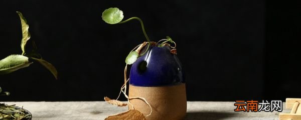 铜钱草的养殖方法和注意事项 铜钱草的养殖方法是