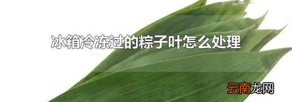 冰箱冷冻过的粽子叶怎么处理