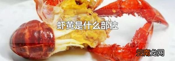 虾黄是什么部位