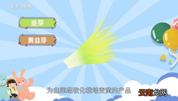 韭黄是什么 韭菜跟韭黄的区别