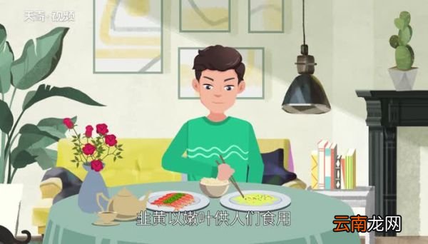 韭黄是什么 韭菜跟韭黄的区别