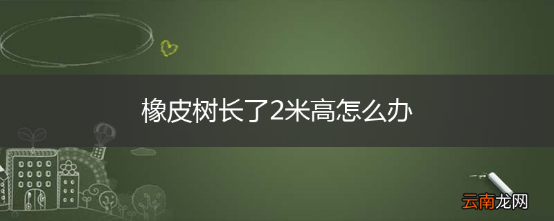 橡皮树长了2米高怎么办