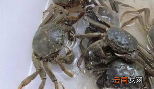 螃蟹怎么养殖