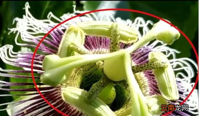 百香果开花怎么授粉？
