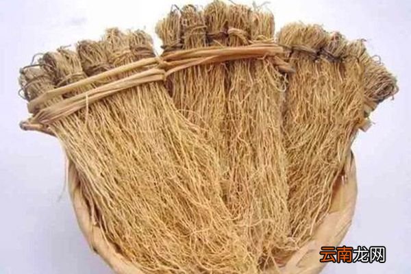 养肝草作用的功效与作用 养肝草作用的功效