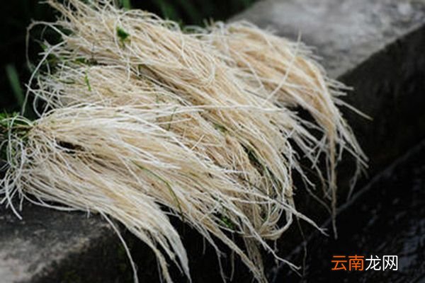 养肝草作用的功效与作用 养肝草作用的功效