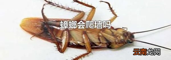 蟑螂会爬墙吗