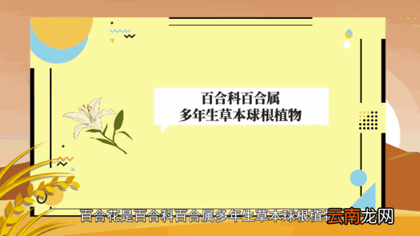 百合花的养殖方法和注意事项 百合花的养殖方法和注意事项有哪些