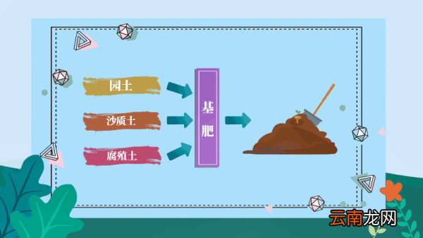 百合花的养殖方法和注意事项 百合花的养殖方法和注意事项有哪些