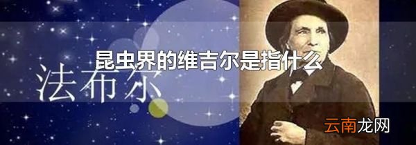昆虫界的维吉尔是指什么