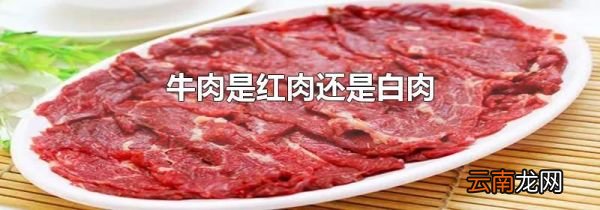 牛肉是红肉还是白肉