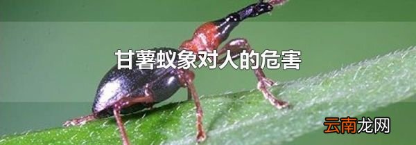 甘薯蚁象对人的危害