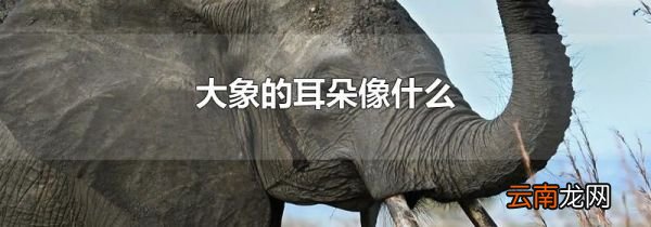 大象的耳朵像什么