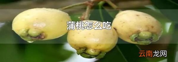 蒲桃怎么吃