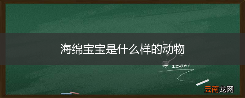 海绵宝宝是什么样的动物