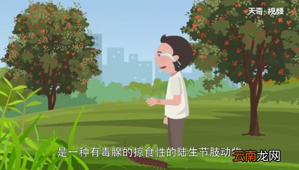 蜈蚣怕什么 蜈蚣怕风油精吗