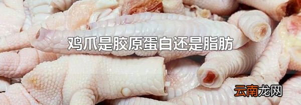 鸡爪是胶原蛋白还是脂肪