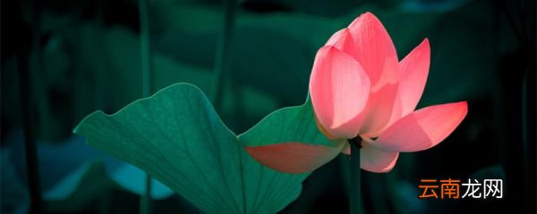 花非花雾非雾比喻什么 花非花雾非雾比喻什么意思