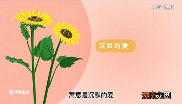 向日葵花语 向日葵的花语
