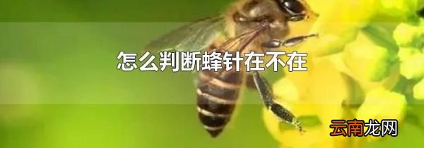 怎么判断蜂针在不在