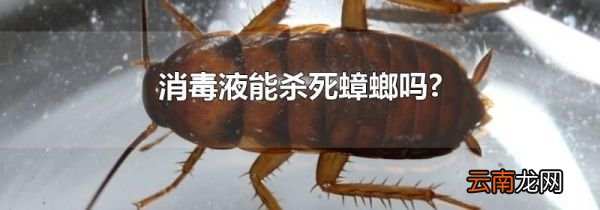 消毒液能杀死蟑螂吗?