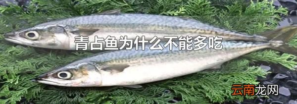 青占鱼为什么不能多吃
